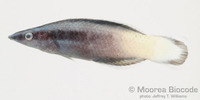 : Labroides bicolor