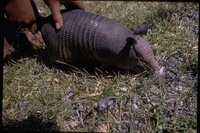 : Dasypus novemcinctus; Nine-banded Armadillo