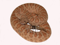 : Crotalus oreganus abyssus; Grand Canyon Rattlesnake