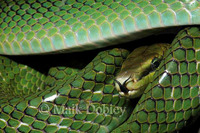 : Gonyosoma oxycephalum; Red-tailed Green Ratsnake