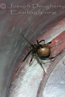 : Latrodectus geometricus; Brown Widow Spider