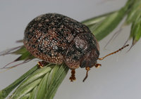 : Trachymela sloanei; Australian Tortoise Beetle
