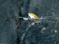 : Nephila madagascariensis; Golden Orb Spider