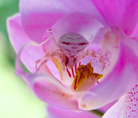 : Thomisidae sp.; Crab Spider