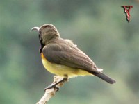 Olive-backed Sunbird(Nectarinia jugularis)