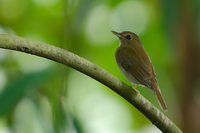 Brown-chested Jungle-flycatcher (Rhinomyias brunneata)