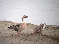 개리 Anser cygnoid | swan goose