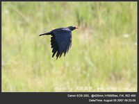 Pyrrhocorax pyrrhocorax Red-billed Chough 紅嘴山鴉 068-041