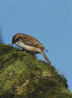 Treecreeper, Eurasian Treecreeper - Certhia familiaris Linnaeus, 1758