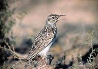 Dupont's Lark (Chersophilus duponti)