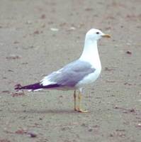 Common Gull