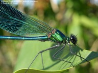 Blåbåndet Pragtvandnymfe (Calopteryx splendens)