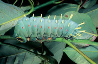 Hercules Moth Caterpillar