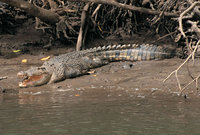 Crocodile