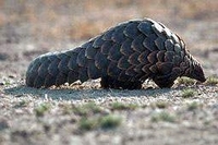 천산갑 Manis pentadactyla Chinese pangolin