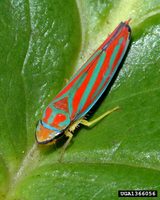 Graphocephala coccinea