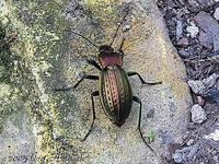 Carabus cancellatus