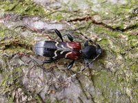 Anaglyptus mysticus