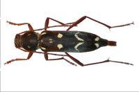 Isotomus jarmilae