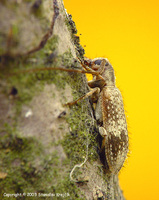 Exocentrus adspersus