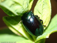 Chrysolina geminata