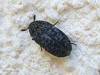 Dermestes murinus