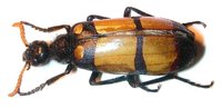 Hycleus oculatus