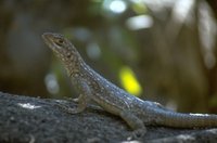Madagascar Leguaan (ongeïdentificeerd) 46K