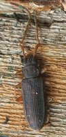 Uleiota planata