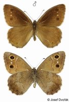 Hipparchia statilinus - Tree Grayling