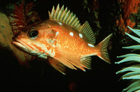 Sebastes rosaceus, Rosy rockfish: fisheries