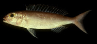 Nemipterus zysron, Slender threadfin bream: fisheries