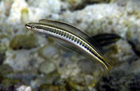 Plagiotremus tapeinosoma, Piano fangblenny: aquarium