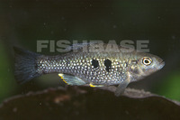 Cualac tessellatus, Checkered pupfish: aquarium