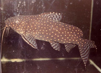 Synodontis angelicus, Angel squeaker: aquarium