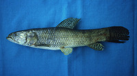 Hoplias microlepis, : fisheries