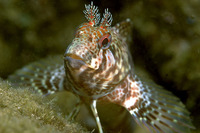 Parablennius ruber, Portuguese blenny: