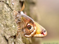Saturnia pavoniella