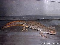 Triturus carnifex carnifex