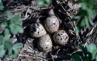 Calidris bairdii - Baird's Sandpiper