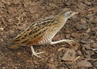 Crex crex - Corncrake