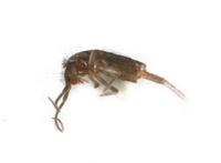 Image of: Collembola (springtails)
