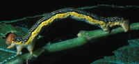 Image of: Erannis tiliaria (linden looper)