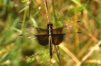 Image of: Libellula luctuosa