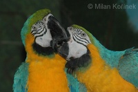 Ara ararauna - Blue-and-yellow Macaw