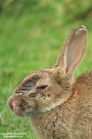 Oryctolagus cuniculus - European Rabbit