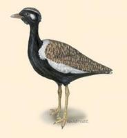 Image of: Afrotis afraoides (white-quilled bustard)