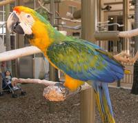 Image of: Ara (macaws)