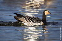 Image of: Branta leucopsis (barnacle goose)