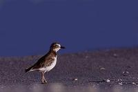 Image of: Charadrius wilsonia (Wilson's plover)